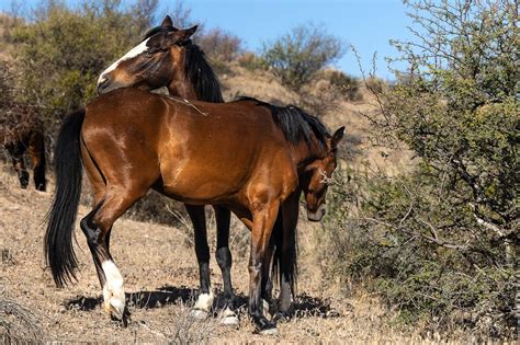 az horses tomorrow